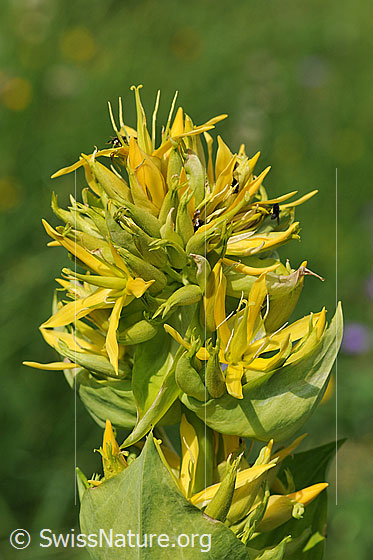 Foto: Gelber Enzian (Gentiana lutea). Blüten. Die Wurzel dieser Pflanze wird für die Herstellung des Enzian Schnaps verwendet.
Umgebung: Alpweide
Lat.: Gentiana lutea
Familie: Gentianaceae (Enziangewächse)
Gattung: Gentiana (Enziane)