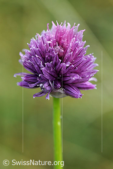 Foto: Schnittlauch (Allium schoenoprasum). Blüte und Stengel.
Lat.: Allium schoenoprasum
Familie: Amaryllidaceae (Narzissengewächse)
Unterfamilie: Allioideae (Lauchgewächse)
Gattung: Lauch (Allium)