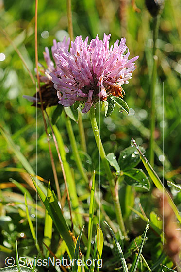 Foto: Rot-Klee
Lat.: Trifolium pratense
Familie: Fabaceae (Schmetterlingsblütler)
Gattung: Trifolium (Klee)