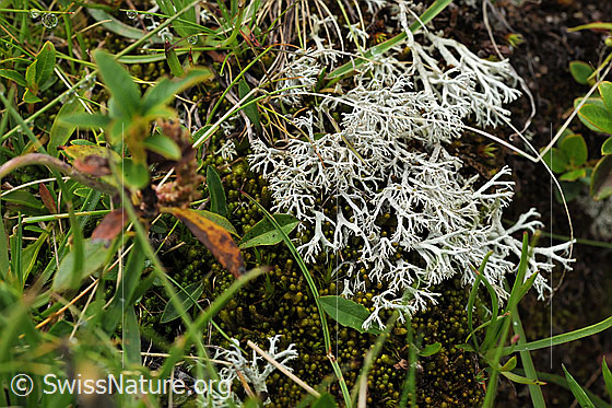 Foto: Strauchflechte neben Moos auf einer Feuchtwiese.
Flechte der Gattung Cladonia
ev. Lat.: Cladonia arbuscula 
Familie: Cladoniaceae