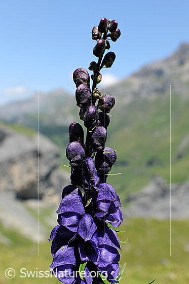 Foto: Blütenstand des Eisenhut.
Dichtblütiger Eisenhut
Lat.: Aconitum compactum
Familie: Ranunculaceae (Hahnenfussgewächse)