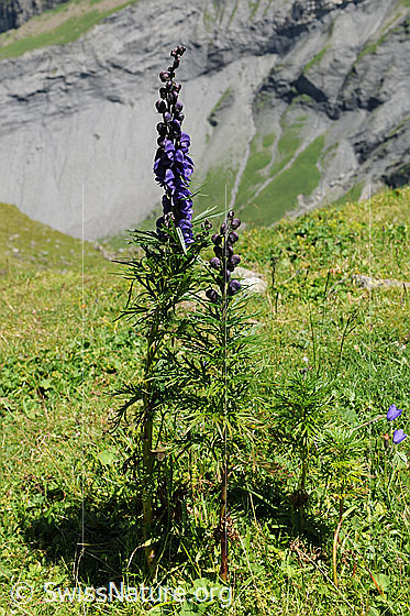 Foto: Dichtblütiger Eisenhut. Ansicht ganze Pflanzen auf einer Alpweide.
Lat.: Aconitum compactum
Familie: Ranunculaceae (Hahnenfussgewächse)