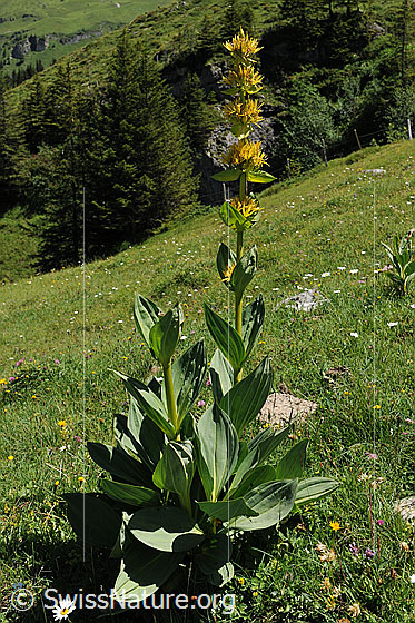Foto: Gelber Enzian (Gentiana lutea). Ganze Pflanze.
Umgebung: Alpweide
Lat.: Gentiana lutea
Familie: Gentianaceae (Enziangewächse)
Gattung: Gentiana (Enziane)