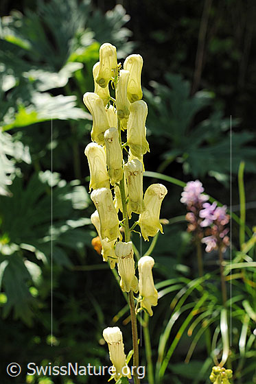 Foto: Gelber Eisenhut
Lat.: Aconitum vulparia
Familie: Ranunculaceae (Hahnenfussgewächse)