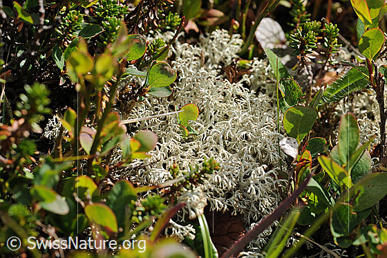 Foto: Strauchflechte der Gattung Cladonia
ev. Lat.: Cladonia arbuscula 
Familie: Cladoniaceae