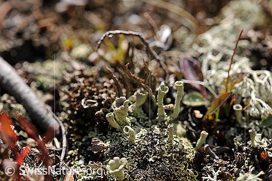 Foto: Flechte der Gattung Cladonia
Familie: Cladoniaceae