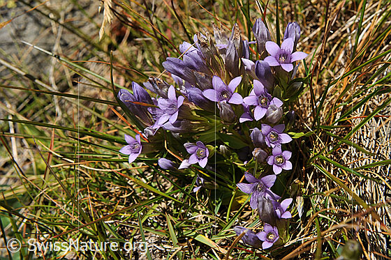 Foto: Deutscher Enzian
Lat.: Gentiana germanica
Familie: Gentianaceae (Enziangewächse)
