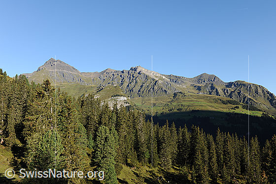 Foto: Im Lauterbrunnental: Schilthorn (Piz Gloria) und Birg mit Alpweiden und Bergwald im Vordergrund.
