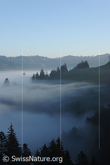 Foto: Stimmungsbild: Nebelgrenze.
Nebelschwaden ziehen durch die Tannenspitzen der Emmentaler Hügellandschaft.