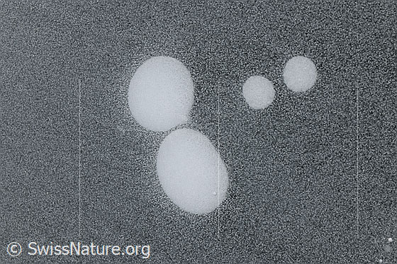 Foto: Luftblasen in Eisdecke eines gefrorenen Bergsees.