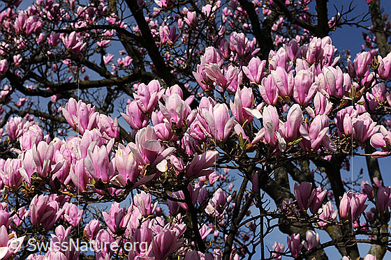 Foto: Frühlingsbild: Magnolien, Blüten
Magnolie
Lat.: Magnolia
Familie: Magnoliaceae