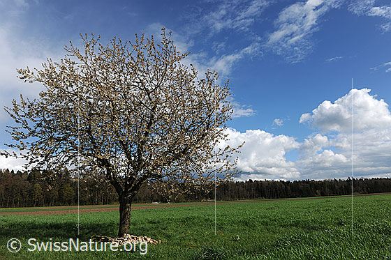 Foto: Blühender Kirschbaum auf grüner Wiese mit Waldrand im Hintergrund. Am blauen Himmel sind Quellwolken zu sehen.