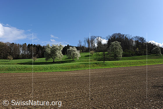 Foto: Blühende Birnbäume in Oberösch. Der Obstgarten befindet sich auf einer grünen Wiese, welche sich über mehrere Stufen einen leichten Hang hinauf zieht. Im Vordergrund ist Ackerland zu sehen.