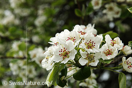 Foto: Blütenzweig eines Birnbaums (Pyrus communis) in voller Blust.
Lat.: Pyrus communis
Familie: Rosaceae (Rosengewächse)
Gattung: Pyrus (Birnen)