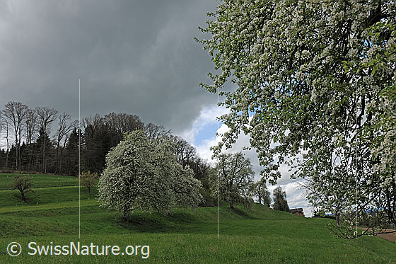 Foto: Blühende Birnbäume in einem Obstgarten auf gestuftem Wiesland. Die Bäume stehen in voller Blust. Am Himmel sind helle und dunkle Wolken zu sehen.