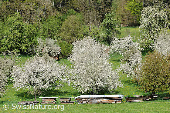Foto: Frühlingsbild: Obstgarten in voller Blust. Die Bäume im Hintergrund haben bereits hellgrünes Laub.