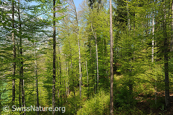Foto: Buchenwald im Frühling.