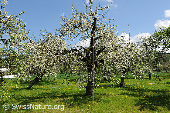 Foto: Frühlingsbild: Blühende Bäume (Apfelbäume) eines Obstgartens.