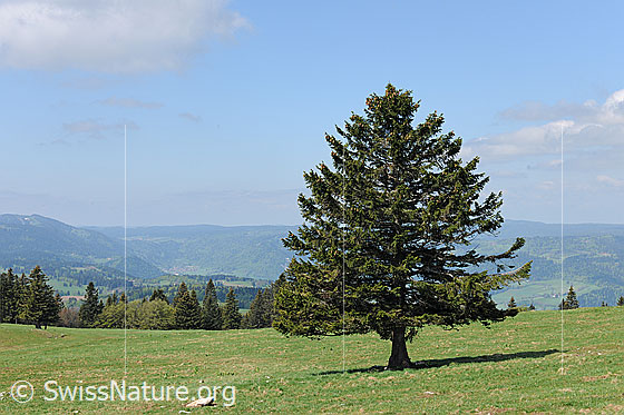 Foto: Formschöne Tanne auf Juraweide und Höhenzüge des Jura im Hintergrund.