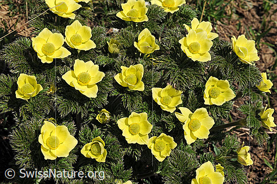 Foto: Schwefel-Anemone (Pulsatilla alpina ssp. apiifolia).
Umgebung: Alpweide auf ca. 2200m.ü.M.
Lat.: Pulsatilla alpina ssp. apiifolia. 
Familie: Ranunculaceae (Hahnenfussgewächse)
Gattung: Pulsatilla (Küchenschellen)