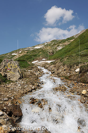 Foto: Sprudelnder Bergbach im Saflischtal.