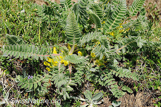 Foto: Stängelloser Tragant (Astragalus exscapus). Blüten und Blätter.