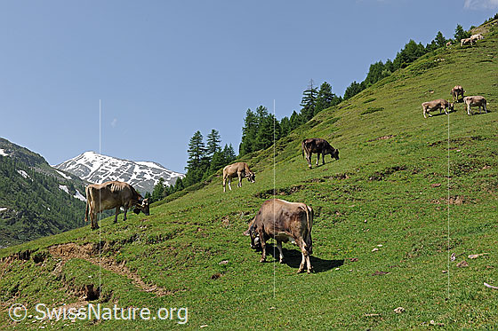 Foto: Weidende Kühe im Saflischtal. Im Hintergrund ist Oberblatthorn zu sehen.