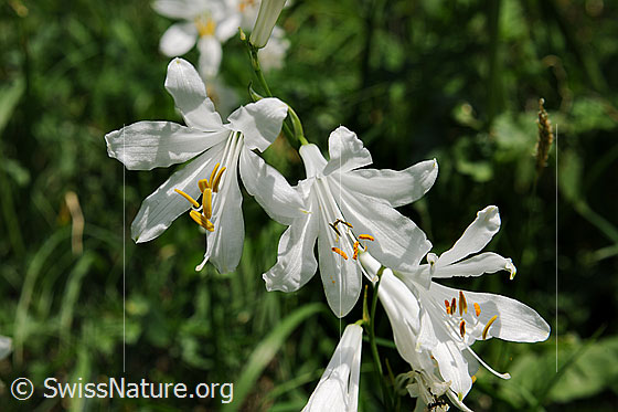 Foto: Weisse Trichterlilie (Paradisea liliastrum). Blüten.