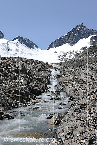 Foto: Gletscherbach am Oberaargletscher. 
Teil der jungen Aare kurz nach dem Verlassen des Oberaargletschers.