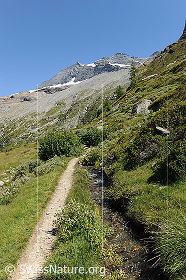 Foto: Suone in grüner Berglandschaft. Neben der Wasserleitung verläuft ein Pfad.