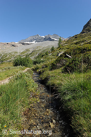 Foto: Bisse (Suone). Die Wasserleitung führt durch die grüne Vegetation der sommerlichen Berglandschaft.