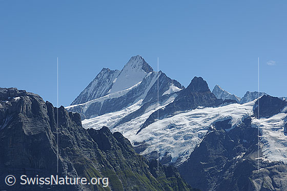 Foto: Schreckhorngruppe von NNW.
Lauteraarhorn, Schreckhorn und Klein Schreckhorn.
Gletscher: Oberer Grindelwaldgletscher und Wächselgletscher