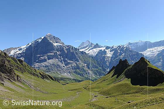 Foto: Wetterhornmassiv (Scheideggwetterhorn und Wetterhorn).
Ausblick über ausgedehnte Alpweiden der Region Schilt zur mächtigen Nordwand des Scheideggwetterhorns. Im Hintergrund sind Lauteraarhorn, Schreckhorn, Finsteraarhorn, Ochs und Gross Fiescherhorn zu sehen.