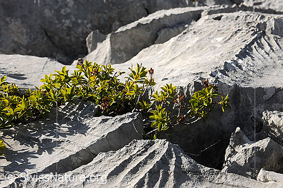 Foto: Pflanze in Karstlandschaft. 
Alpenrose in der kargen Landschaft des zerklüfteten Kalkgesteins.