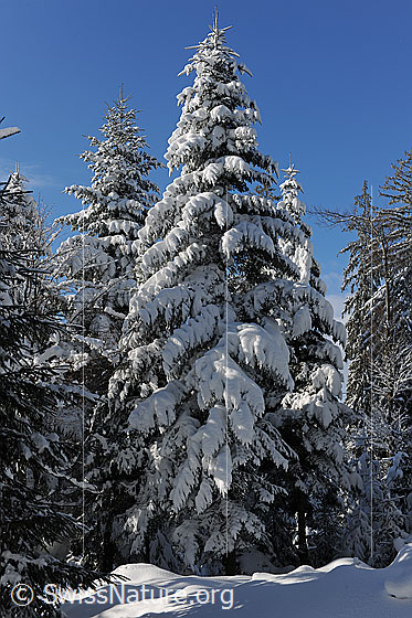 Foto: Verschneite Tanne im sonnigen Winterwald.