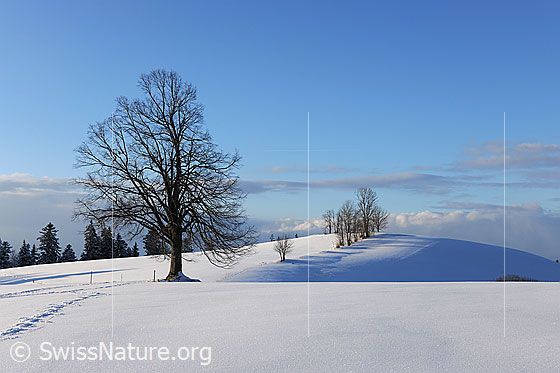 Foto: Baum im Schnee. Eine kompakte Schneedecke liegt auf der dem sanft gewellten Hügelzug. Im Hintergrund ist eine Hecke zu sehen.