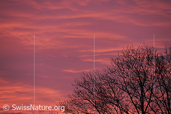 Foto: Abendstimmung mit starkem Abendrot am Wolkenhimmel. Im Vordergrund ist die Silhouette eines Baums zu sehen.