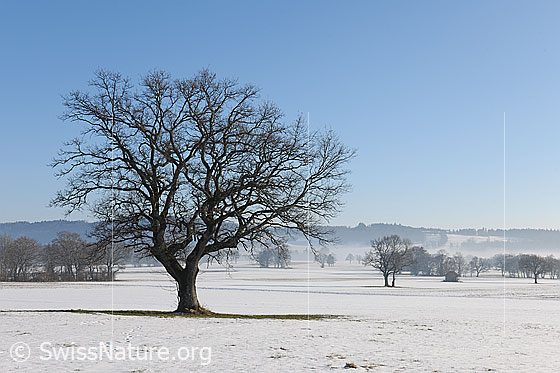 Foto: Baum auf schneebedeckter Ebene. Zwischen den Bäume und Hecken im Hintergrund liegen Nebelschleier.