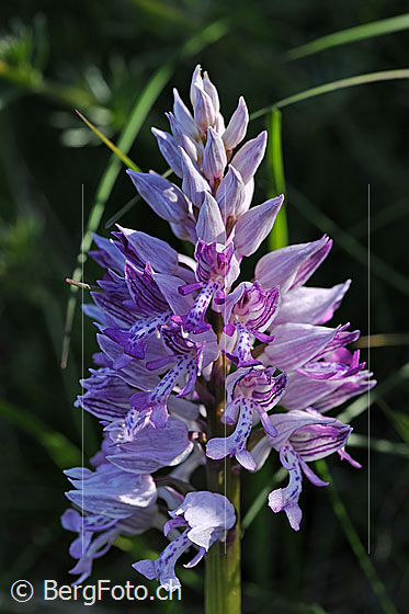 Foto: Helm-Knabenkraut (Orchis militaris). Blütenstand.
Lat.: Orchis militaris
Familie: Orchidaceae (Orchideen)
Unterfamilie: Orchidoideae
Gattung: Orchis (Knabenkräuter)