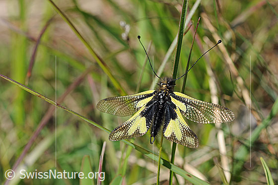 Libellen-Schmetterlingshaft (Libelloides coccajus)