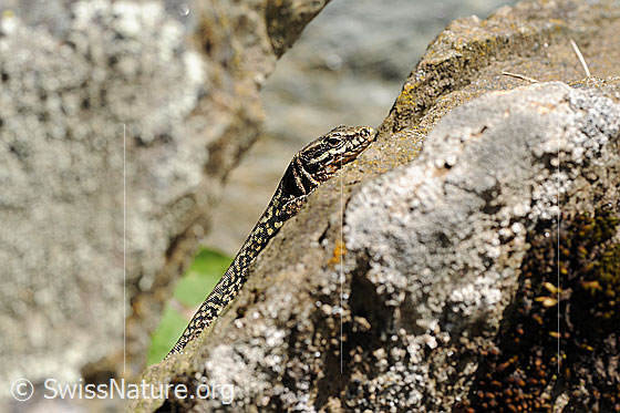 Foto: Mauereidechse (Podarcis muralis) auf Felsblock. Ansicht von der Seite