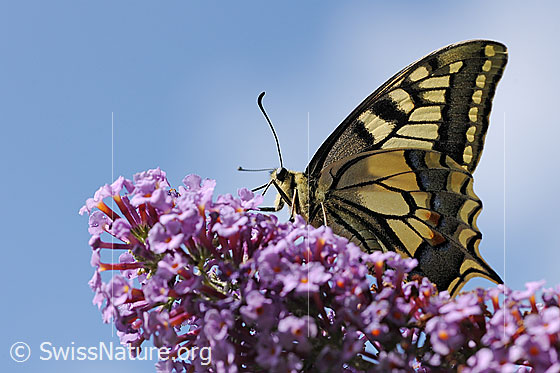 Foto: Schwalbenschwanz (Papilio machaon) auf Blütendolde sitzend. Ansicht von unten. 