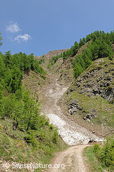 Foto: Erosionsgraben Holeschliecht am Eingang zum Saflischtal.
Unterhalb der Lawinenreste führt die Alpstrasse durch, welche von Heiligkreuz ins Saflischtal und zur Alp Furggerchäller führt.
Die Stromkabel, durch die die von Grengiols Solar erzeugte Energie nach Heiligkreuz fliessen  wird, werden voraussichtlich in dieser Alpenstrasse verlegt.
