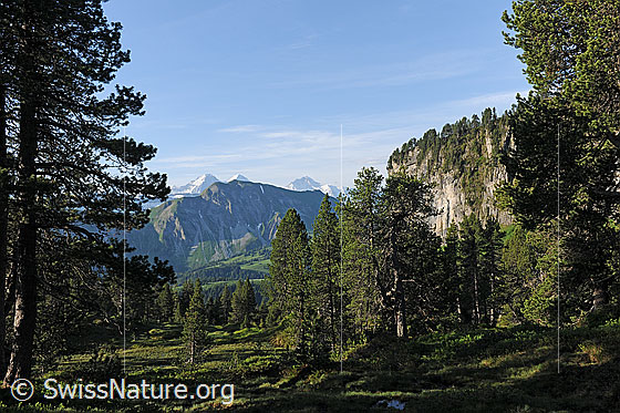 Foto: Bergwald im Hohgantgebiet. Im Hintergrund das Augstmatthorn, Eiger, Mönch und Jungfrau.