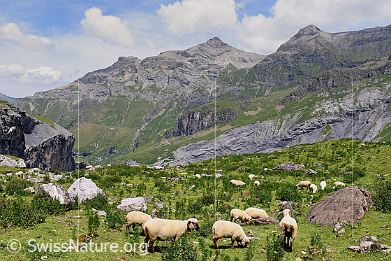 Foto: Schafherde im hinteren Teil des Kientals. Im Hintergrund Wild Andrist und Hundshorn.