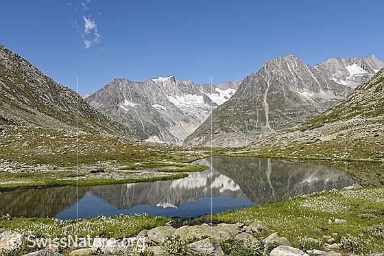 Foto: Spiegelung in einem der Bergseen bei Märjela. Im ruhigen Wasser spiegeln sich Zenbächenhorn, Geisshorn und Olmenhorn.