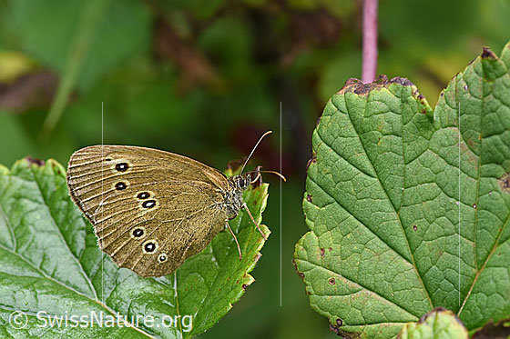 Photo: Aphantopus hyperantus. Sitting on a leaf. Wings closed. View diagonally from the front.