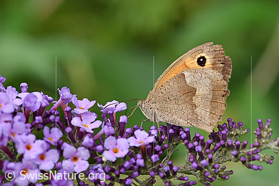 Grosses Ochsenauge (Maniola jurtina) auf Sommerflieder (Buddleja davidii)
