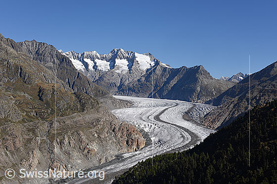 Foto: Grosser Aletschgletscher von der Hohfluh. 
Berge im Hintergrund: Schönbühlhorn, Gross Wannenhorn, Klein Wannenhorn, Strahlhorn.

