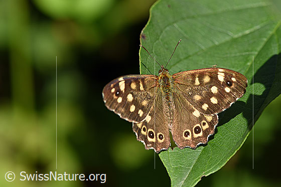 Waldbrettspiel (Pararge aegeria)